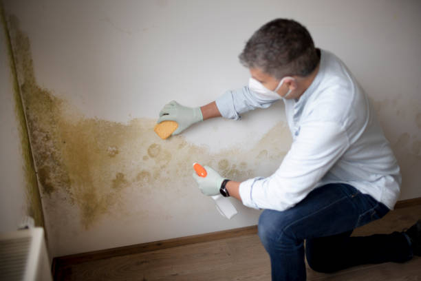 Best Mold Removal for HVAC Installations  in Discovery Harbour, HI