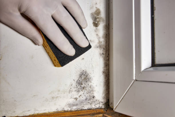 Best Crawl Space Mold Remediation  in Discovery Harbour, HI