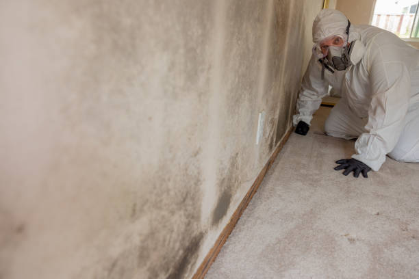 Trusted Discovery Harbour, HI Mold Removal Experts